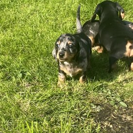 Dachshund (Miniature Smooth Haired)