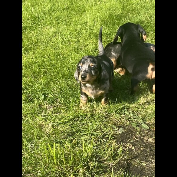Dachshund (Miniature Smooth Haired)