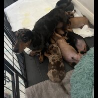 Dachshund (Miniature Smooth Haired)
