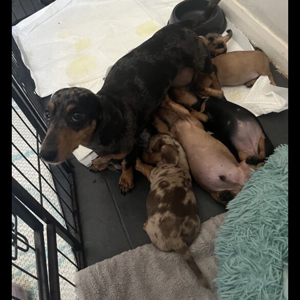 Dachshund (Miniature Smooth Haired)