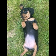 Dachshund (Miniature Smooth Haired)
