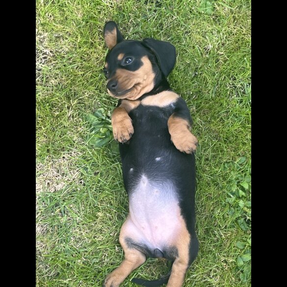 Dachshund (Miniature Smooth Haired)