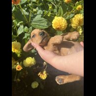 Dachshund (Miniature Smooth Haired)