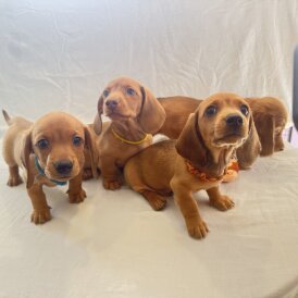 Dachshund (Miniature Smooth Haired)