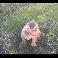 Dachshund (Miniature Smooth Haired)