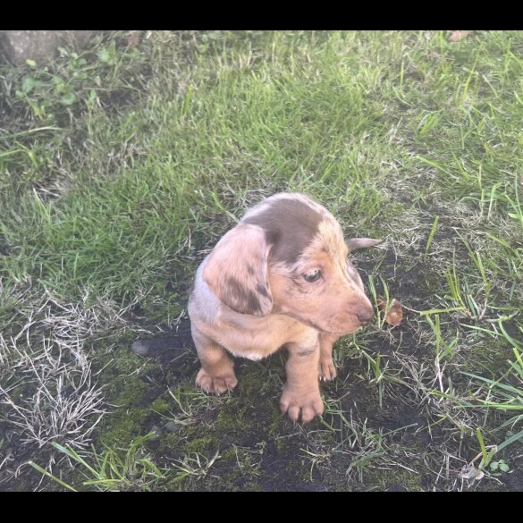 Dachshund (Miniature Smooth Haired)