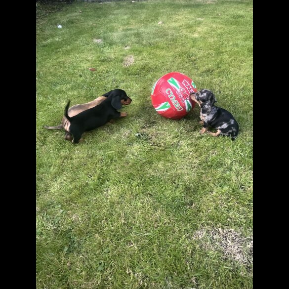 Dachshund (Miniature Smooth Haired)