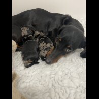 Dachshund (Miniature Smooth Haired)