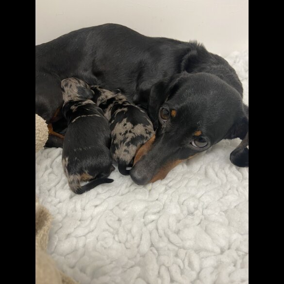 Dachshund (Miniature Smooth Haired)