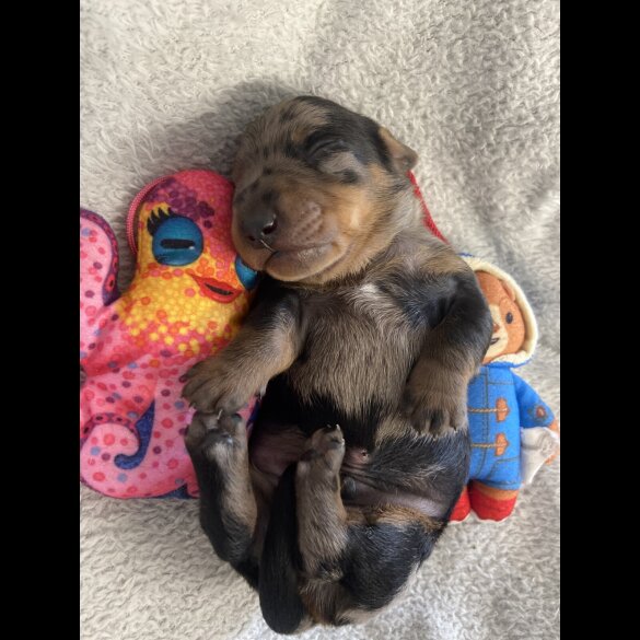 Dachshund (Miniature Smooth Haired)
