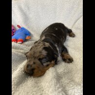 Dachshund (Miniature Smooth Haired)