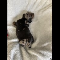 Dachshund (Miniature Smooth Haired)