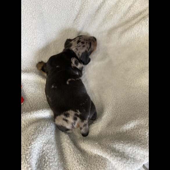 Dachshund (Miniature Smooth Haired)