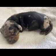 Dachshund (Miniature Smooth Haired)
