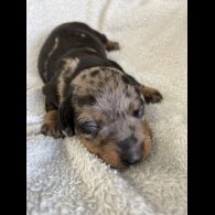 Dachshund (Miniature Smooth Haired)