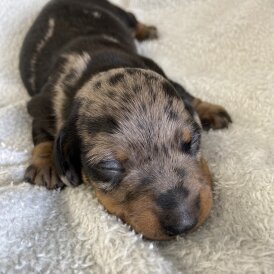 Dachshund (Miniature Smooth Haired)