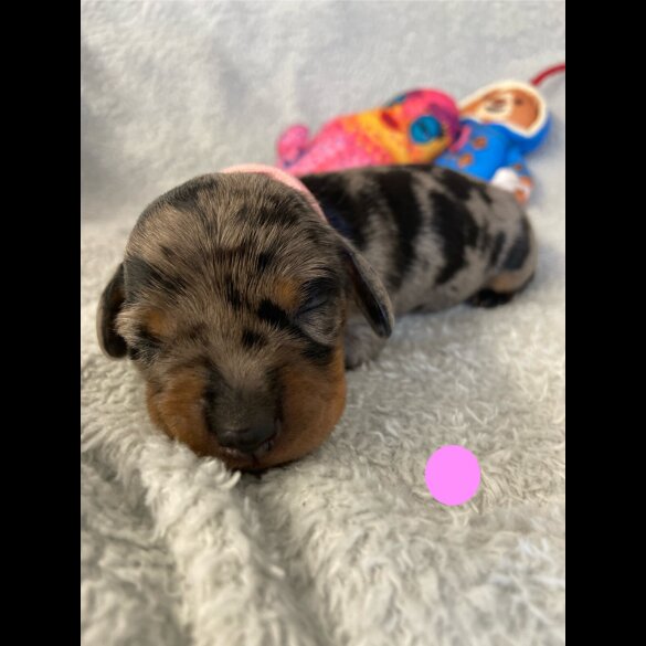 Dachshund (Miniature Smooth Haired)