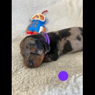 Dachshund (Miniature Smooth Haired)