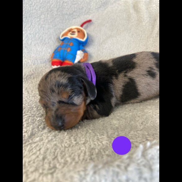 Dachshund (Miniature Smooth Haired)