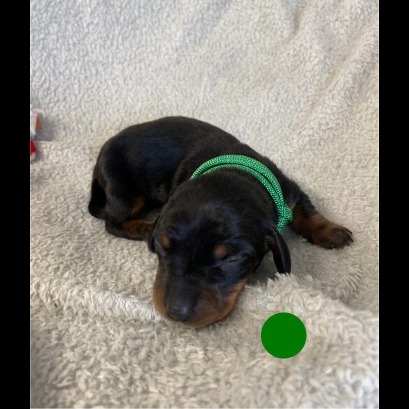 Dachshund (Miniature Smooth Haired)