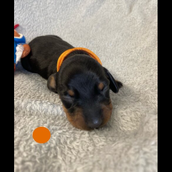 Dachshund (Miniature Smooth Haired)