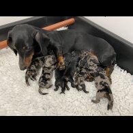 Dachshund (Miniature Smooth Haired)