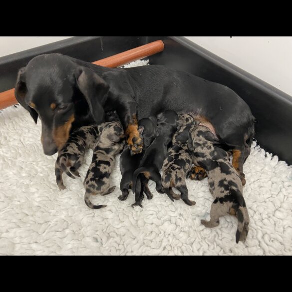 Dachshund (Miniature Smooth Haired)