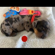 Dachshund (Miniature Smooth Haired)