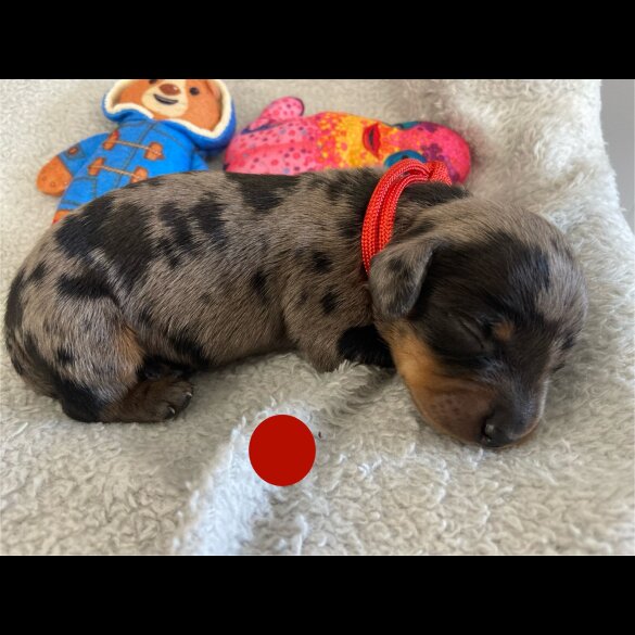Dachshund (Miniature Smooth Haired)