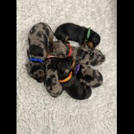 Dachshund (Miniature Smooth Haired)