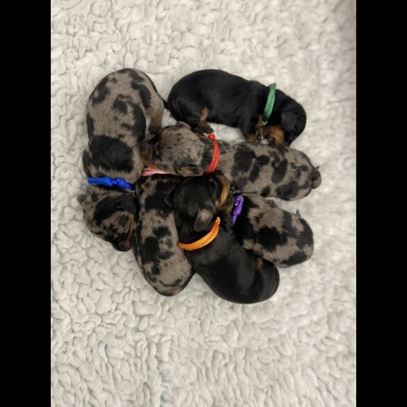 Dachshund (Miniature Smooth Haired)