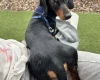Dachshund (Miniature Smooth Haired)