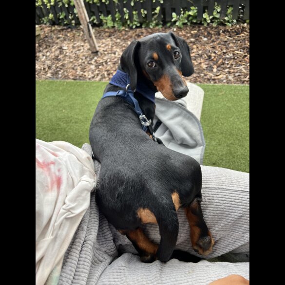Dachshund (Miniature Smooth Haired)
