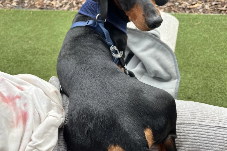 Dachshund (Miniature Smooth Haired)