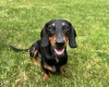 Dachshund (Miniature Smooth Haired)