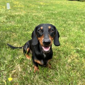 Dachshund (Miniature Smooth Haired)