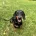 Dachshund (Miniature Smooth Haired)