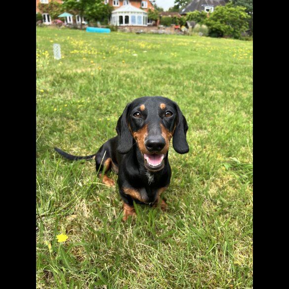 Dachshund (Miniature Smooth Haired)