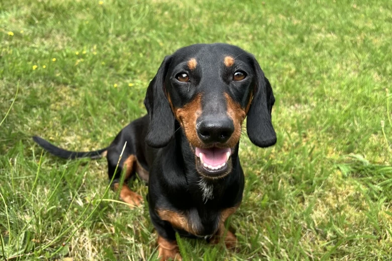 Dachshund (Miniature Smooth Haired)