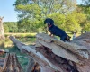 Dachshund (Miniature Smooth Haired)