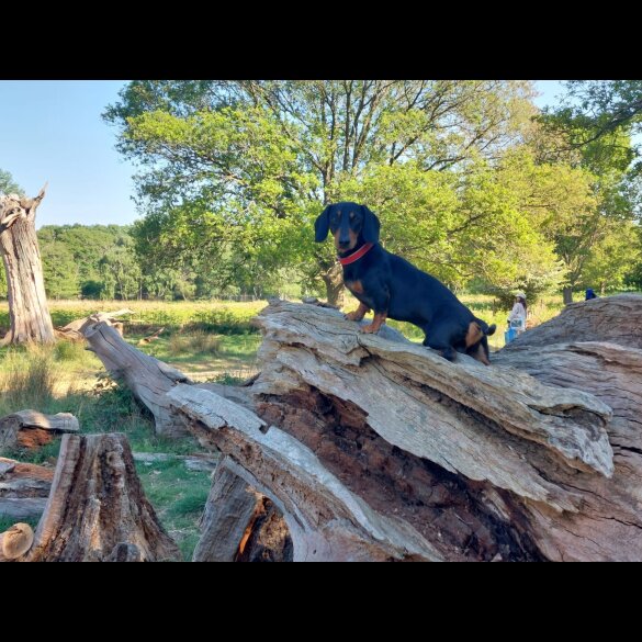 Dachshund (Miniature Smooth Haired)