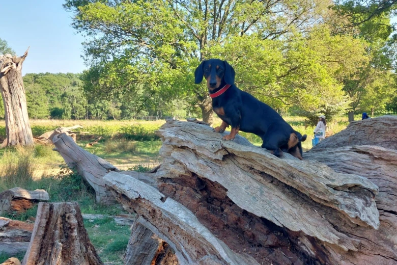 Dachshund (Miniature Smooth Haired)