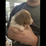 Dachshund (Miniature Smooth Haired)