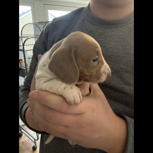 Dachshund (Miniature Smooth Haired)