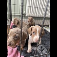 Dachshund (Miniature Smooth Haired)