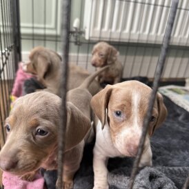 Dachshund (Miniature Smooth Haired)