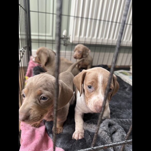 Dachshund (Miniature Smooth Haired)