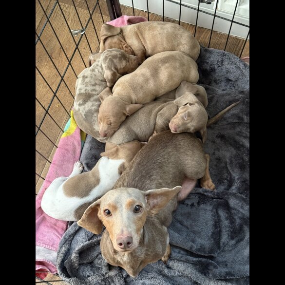 Dachshund (Miniature Smooth Haired)