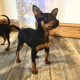 Miniature Pinscher