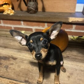 Miniature Pinscher